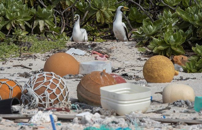 ISLA-PACIFICO-PLASTICO-PATOS-AFP.jpg