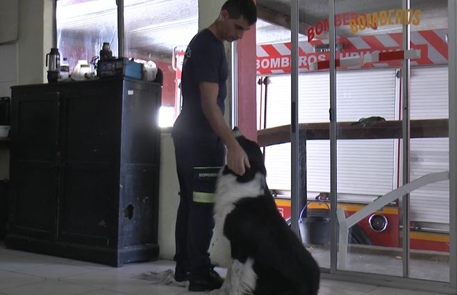 PERRO-BOMBERO--TITO--DURAZNO.jpg