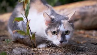 veterinarios registran aumento de casos de leucemia y sida felino: de que tratan estas enfermedades