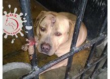 Perro que atacó a 4 personas está en el calabozo de seccional 12