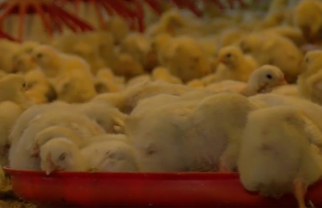 pollos-produccion-carne