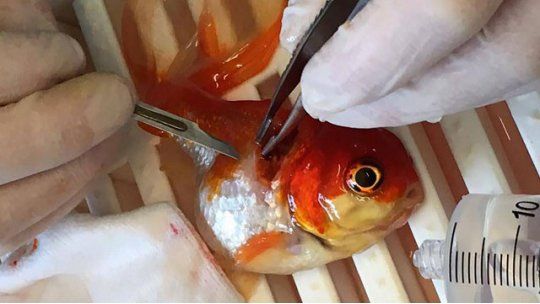 operaron a nemo