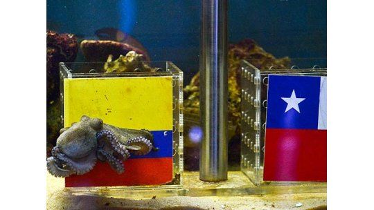 Colombia tiene su pulpo Paul y les pronostica una victoria