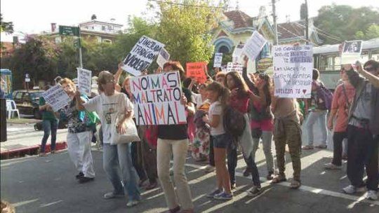 criolla activistas animalistas