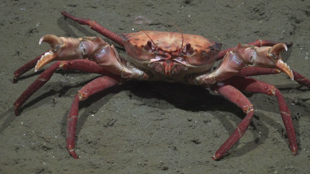 Crab. Fuente: Schmidt Ocean Institute