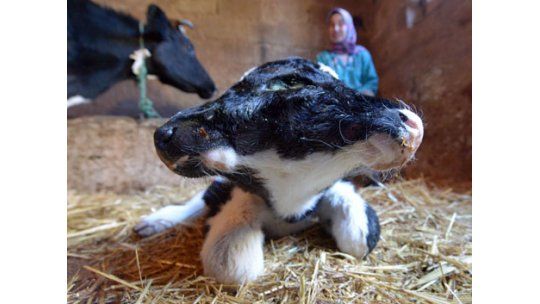 Nace un ternero con dos cabezas en Marruecos