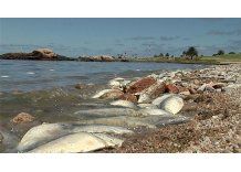 Muerte masiva de peces puede que se deba a la falta de oxígeno