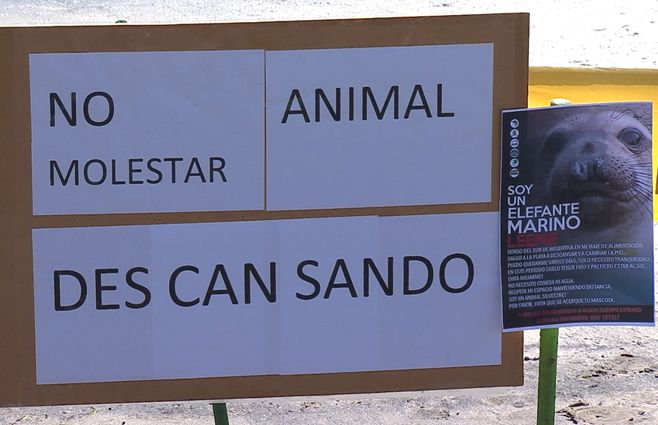 No-moelstar-elefante-marino.jpg