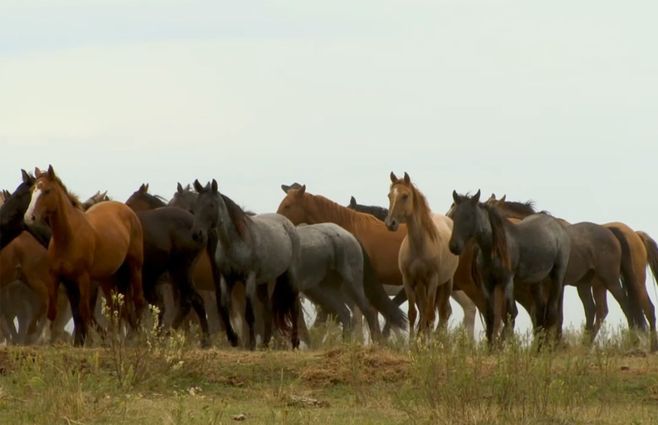 caballos-campo-uruguay.jpg