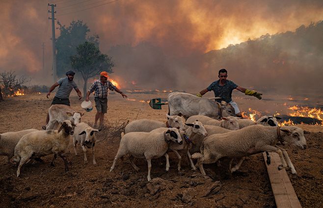 Turquía-incendios-ovejas.jpg