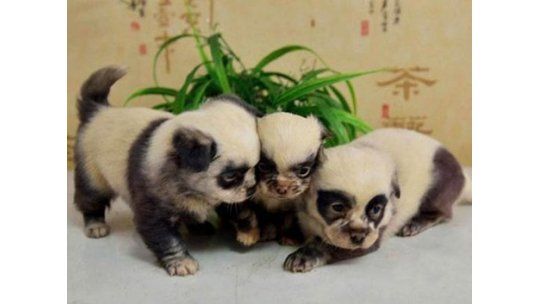 Perros con cara de panda causan furor en China
