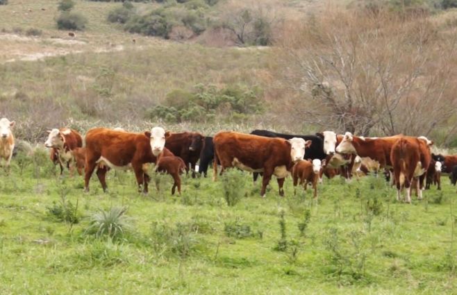 Ganado-vacas-campo.jpg