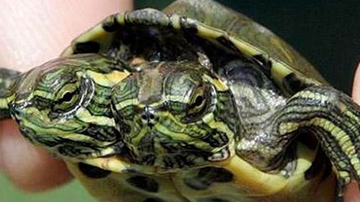 Tortuga de dos cabezas es la nueva atracción de un museo en EE.UU