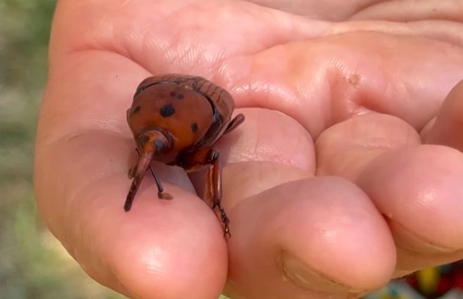 picudo-rojo-decreto-uruguay