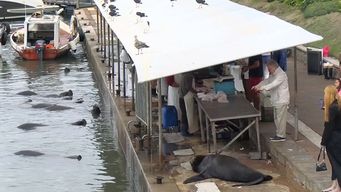 pescador fue detenido y llevado ante la justicia por agredir a lobos marinos en puerto de punta del este