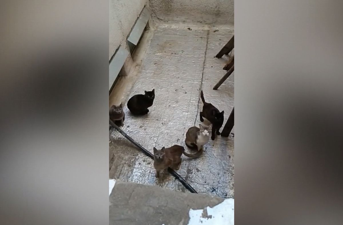 IMM e INBA coordinan acciones para retirar a los gatos abandonados en un apartamento; vecinos piden que sea de forma urgente