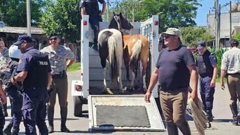Foto: IMM. Operativo por caballos sueltos en Montevideo.