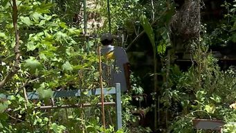 recomiendan no excederse con el agua al cuidar las plantas