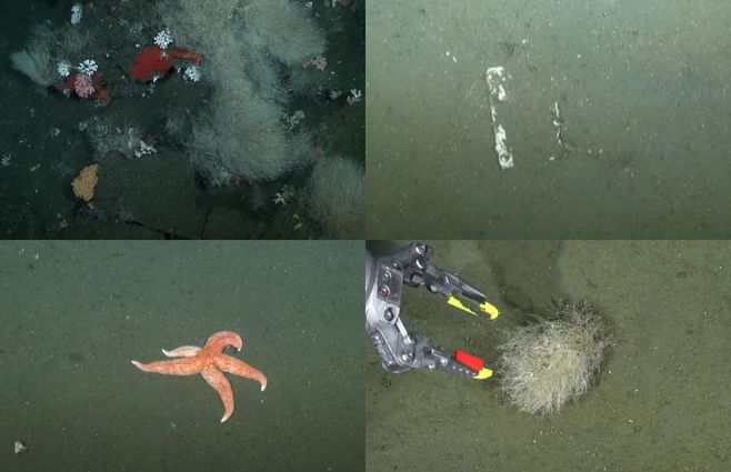 segunda transmisión fondo dle mar