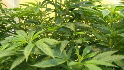 heber dispuesto a quitar registro de cultivadores del articulo 72