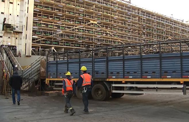 carga-ganado-puerto-montevideo