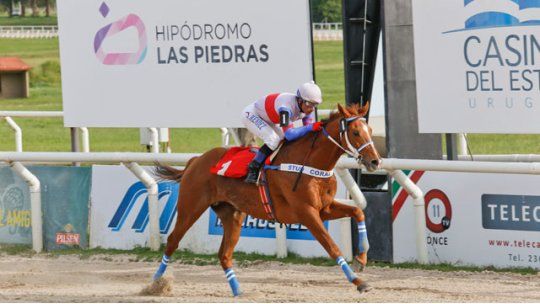 maladrino las piedras turf