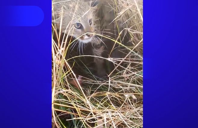 gato-pajonal-escondido