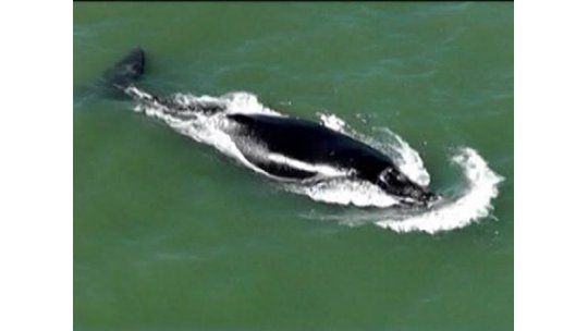 Maldonado: realizan vuelos de reconocimiento de ballenas francas