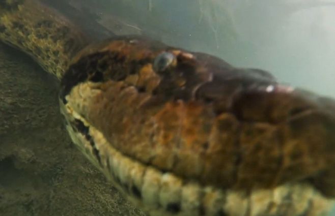 Anaconda-primer-plano.jpg