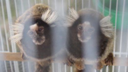 dos detenidos por trafico de animales exoticos y 600 ejemplares recuperados