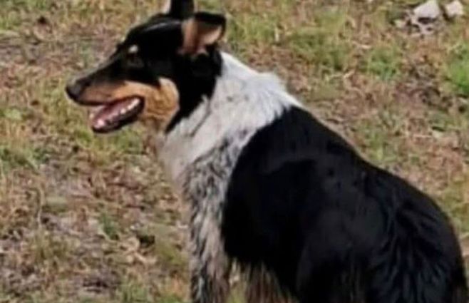perra-paysandú-plataforma-animalista.jpg