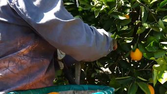 denuncian contratacion de trabajadores argentinos en negro para naranjales de salto