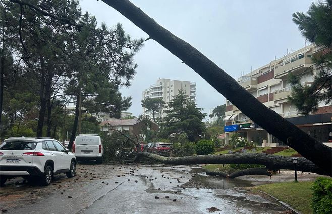 arbol-caido-maldonado