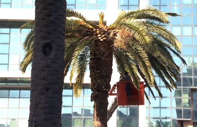 palmeras-picudo-rojo-plaza-independencia-tratamiento.jpg