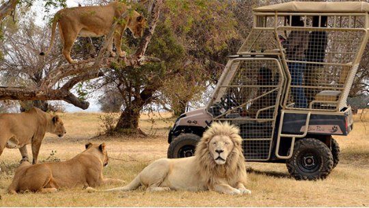 lion park