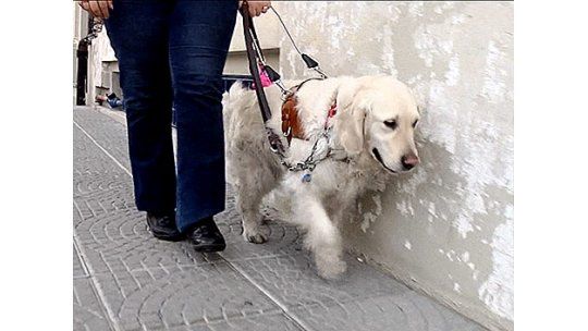 Buscan ampliar autorización para perros guía en el transporte