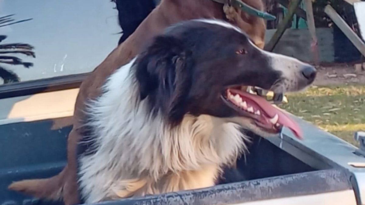 Vecino de Maldonado denuncia que mataron su perro a golpes para entrar a robar: "Es tierra de nadie"