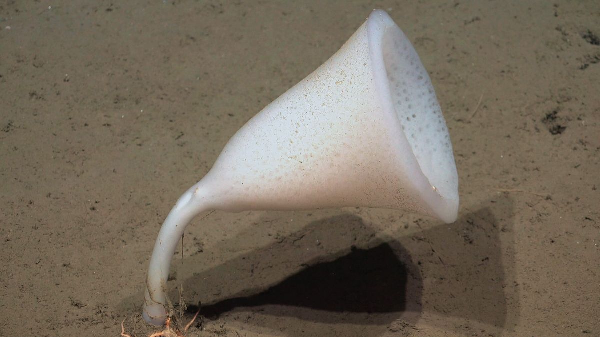 Sponge. Fuente: Schmidt Ocean Institute
