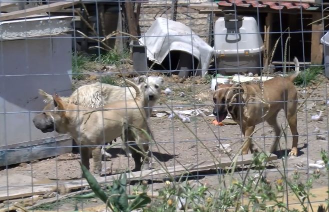 mascotas-perros-adopcion.jpg
