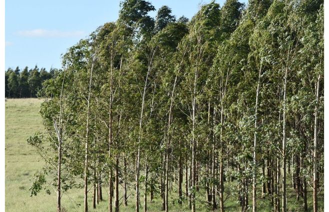 Bosque de eucaliptus. La ley forestal de los años 80 los impuso como modelo y la llegada de las celulósicas lo confirmó pese a las advertencias de ecologistas sobre los graves problemas que ocasionan estos árboles al subsuelo y al medio ambiente en general