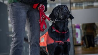 robaron las instalaciones de fundappas, organizacion que se dedica a la educacion de perros de asistencia