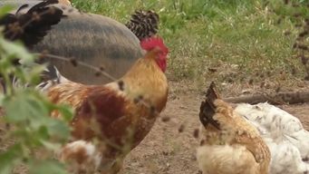 nuevo foco de gripe aviar se detecto en aves de traspatio en lavalleja; sacrificaron a 52 animales
