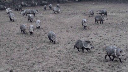 los pecaries de collar se reinsertaron con exito en paysandu