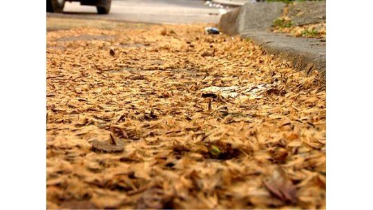 La pelusa de los plátanos ya molesta a los vecinos de Montevideo