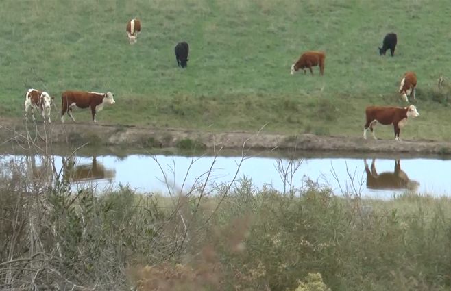 ganado-campo-agua-conexion-ganadera.jpg
