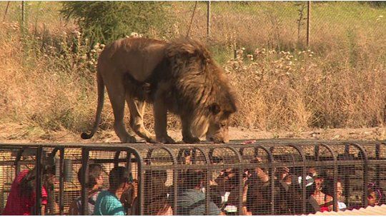 leon parque safari chile