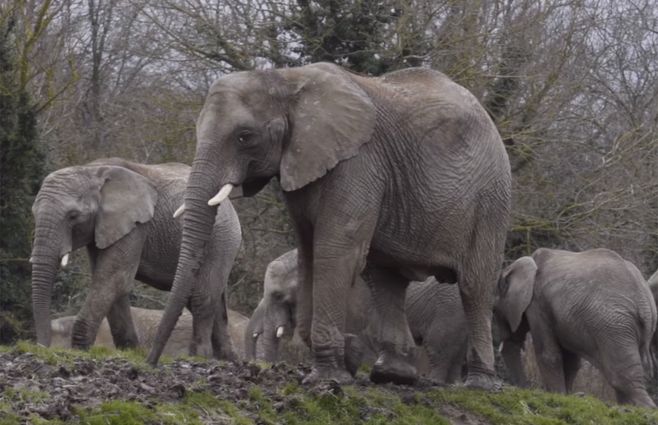 Parte de la manada de 13 elefantes que serán reintroducidos