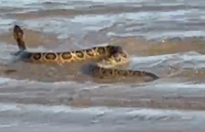 crucera-nada-playa-verano