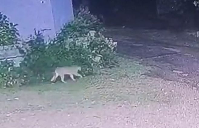 El puma que se escapó captado por cámaras de seguridad de la reserva de Pan de Azúcar. Foto: Intendencia de Maldonado.