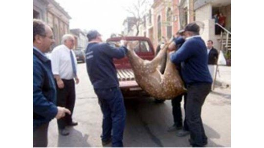 Un ciervo descontrolado agitó la zona céntrica de Salto